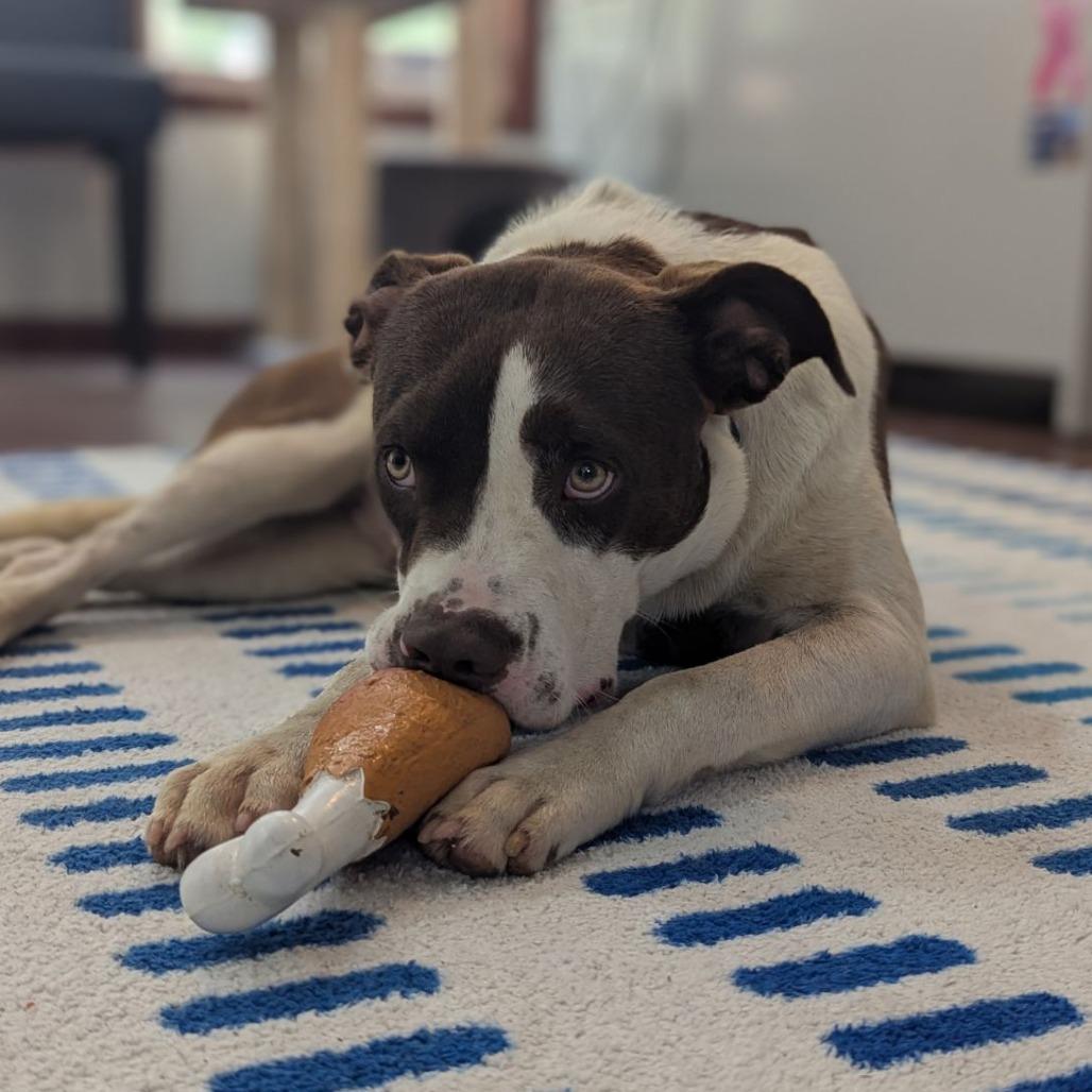 Big Mac, Adoptable, Young Male American Bulldog.