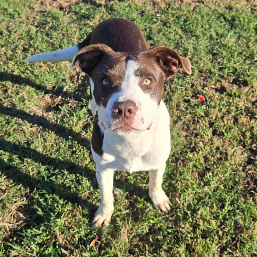 Enlarge Big Mac, a ADOPTABLE mixed breed in Ocala, FL image 2/6