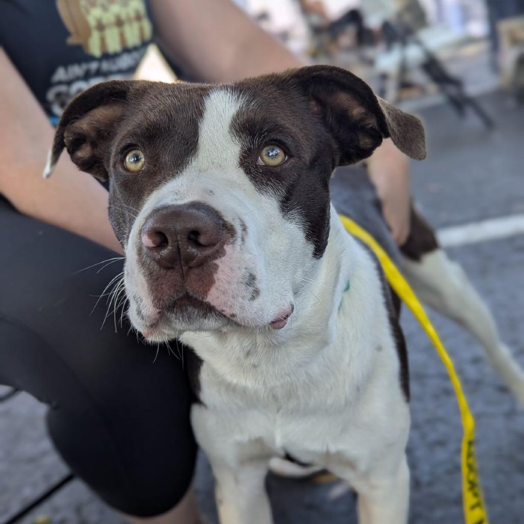 Enlarge Big Mac, a ADOPTABLE mixed breed in Ocala, FL image 5/6