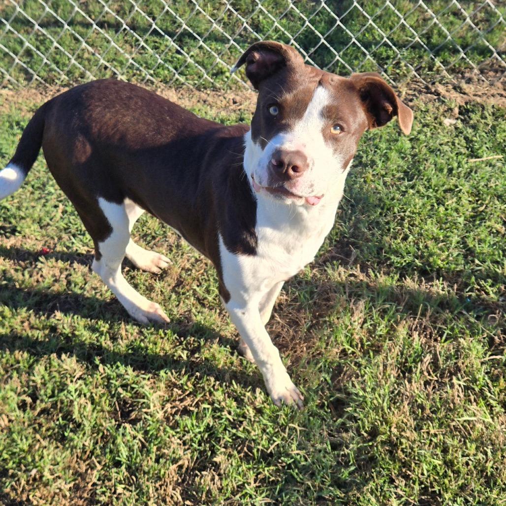 Enlarge Big Mac, a ADOPTABLE mixed breed in Ocala, FL image 6/6