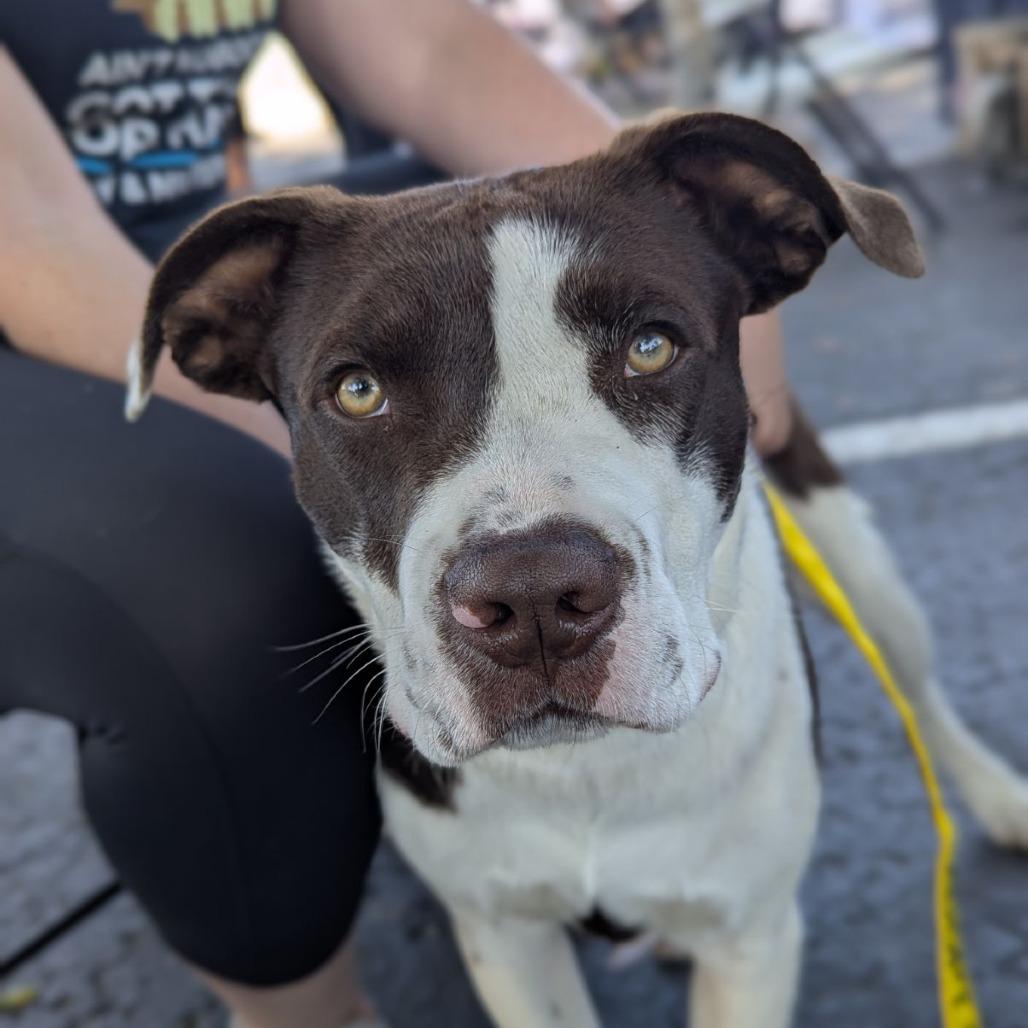 Enlarge Big Mac, a ADOPTABLE mixed breed in Ocala, FL image 3/6