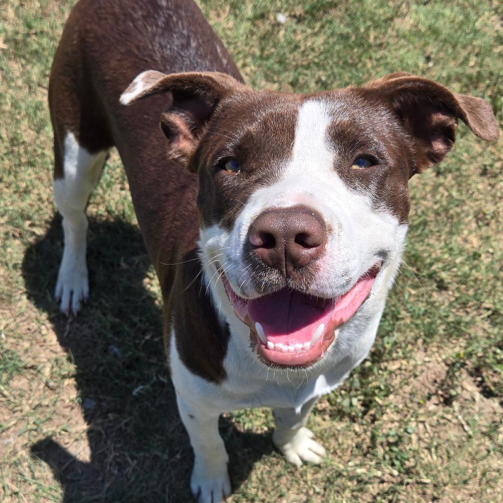 Big Mac, ADOPTABLE, Young Male American Bulldog.
