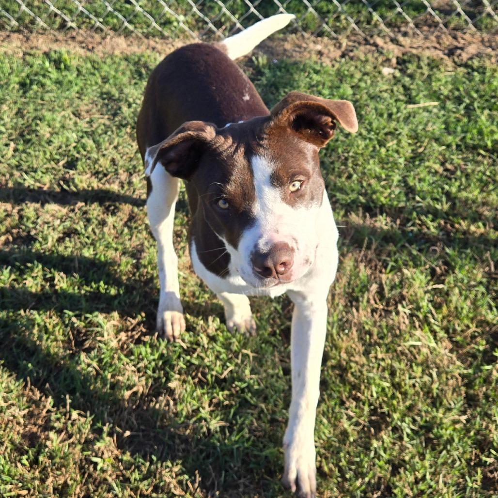 Enlarge Big Mac, a ADOPTABLE mixed breed in Ocala, FL image 4/6