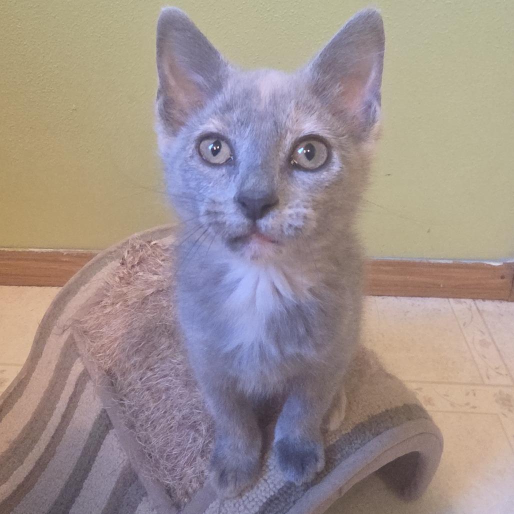 Willow2 - kitten cuteness, adopted, Kitten Female Domestic Short Hair.