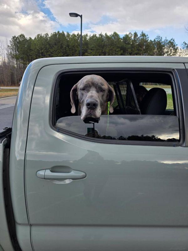 Enlarge Sequoia, a ADOPTABLE Great Dane in Woodbridge, VA image 2/2
