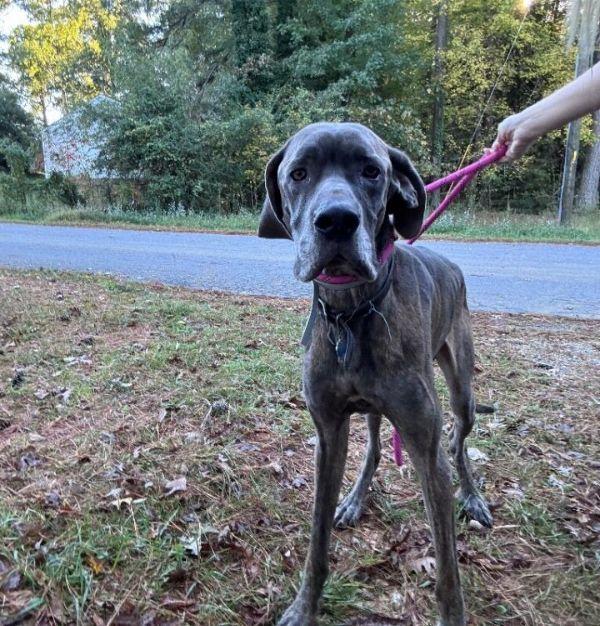 Sequoia, ADOPTABLE, Adult Female Great Dane.