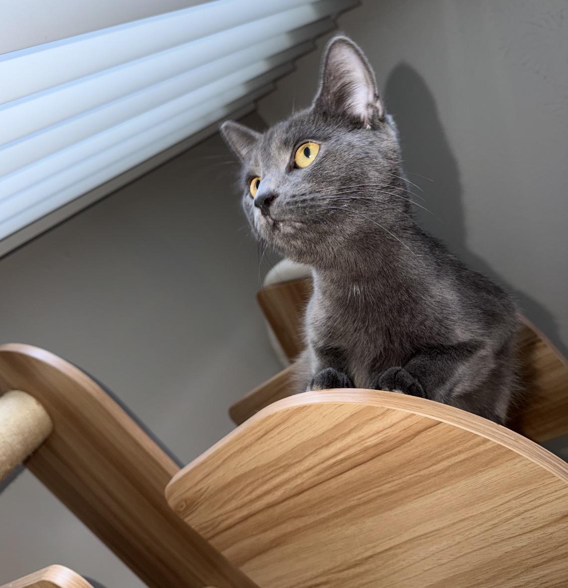 Enlarge Storm, a Adopted Domestic Short Hair in Maineville, OH image 5/6