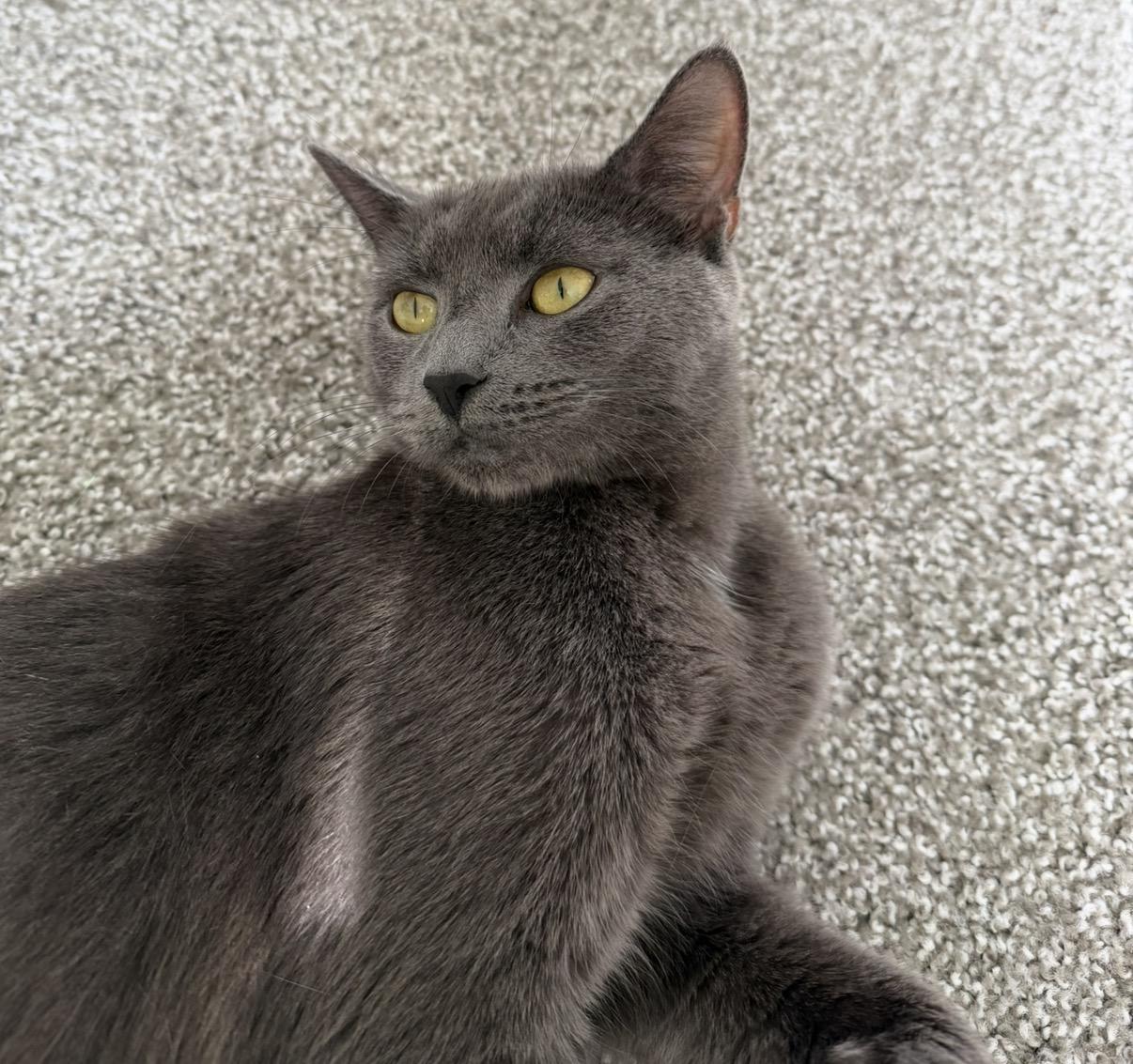 Enlarge Storm, a Adopted Domestic Short Hair in Maineville, OH image 6/6