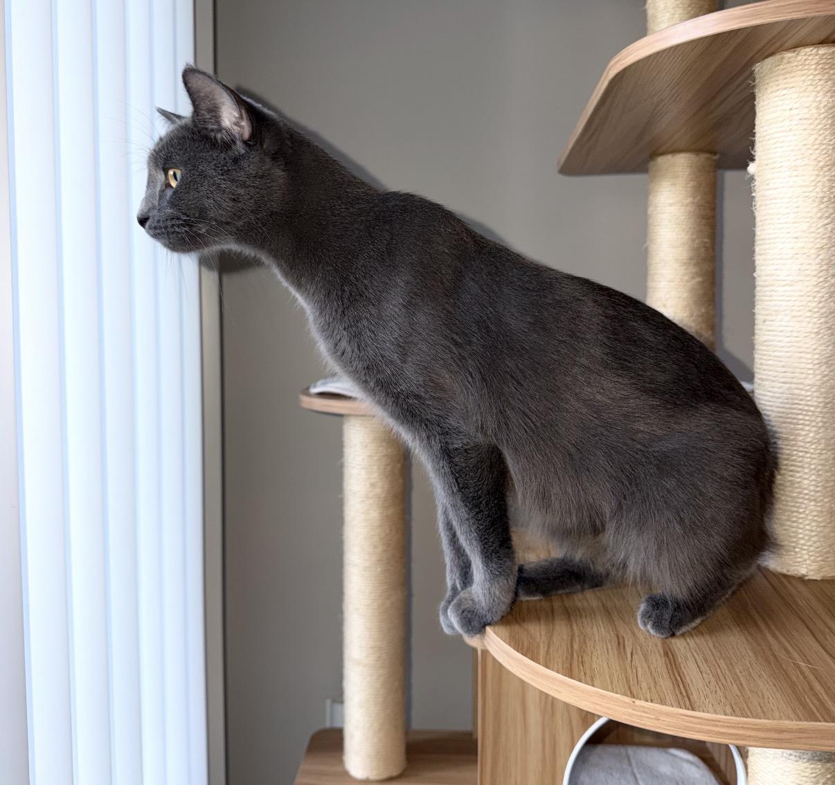 Enlarge Storm, a Adopted Domestic Short Hair in Maineville, OH image 2/6