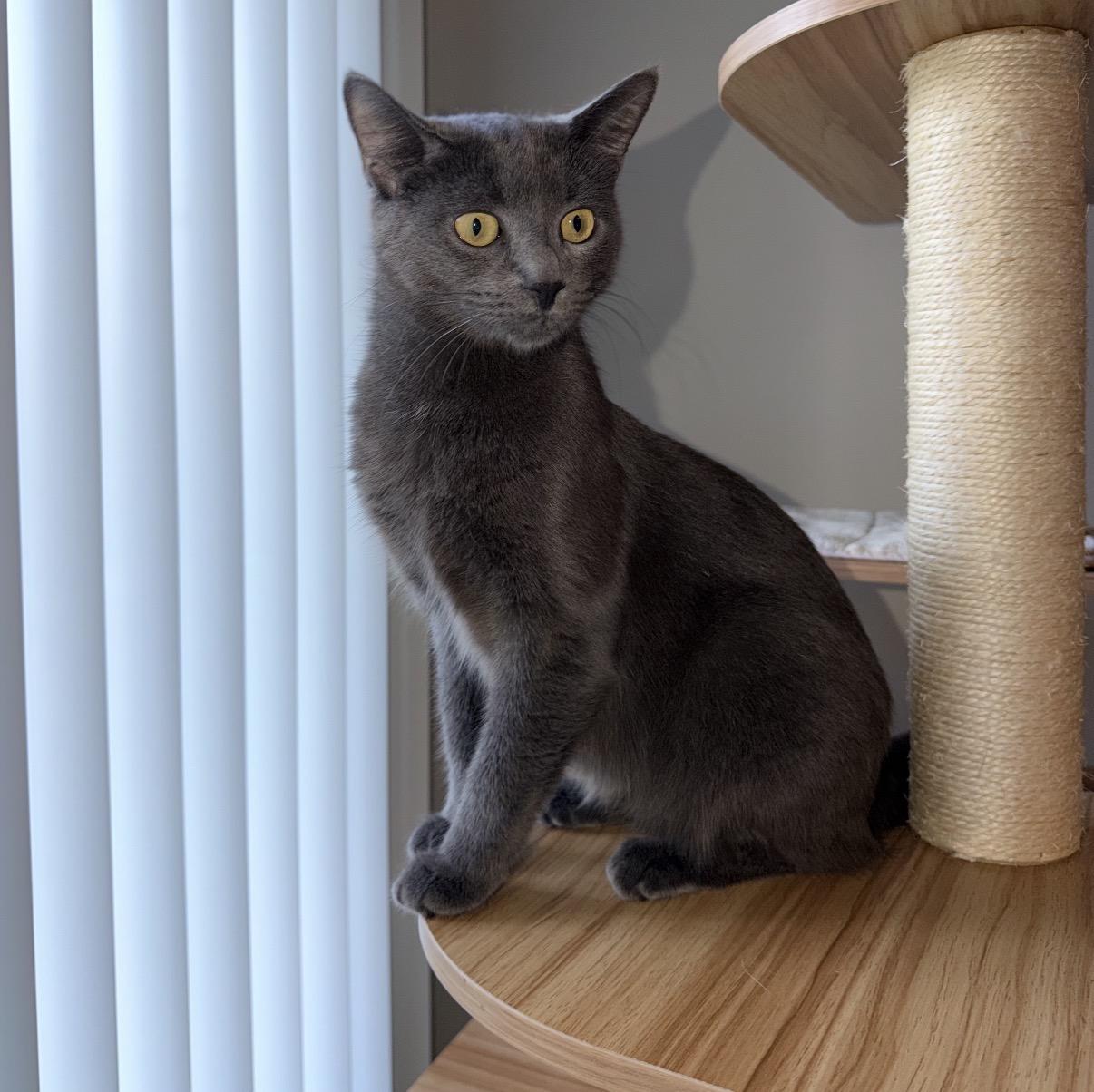 Enlarge Storm, a Adopted Domestic Short Hair in Maineville, OH image 3/6