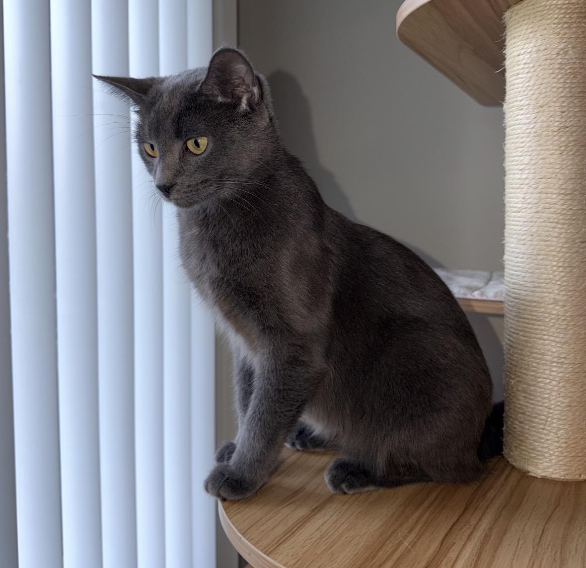 Enlarge Storm, a Adopted Domestic Short Hair in Maineville, OH image 4/6