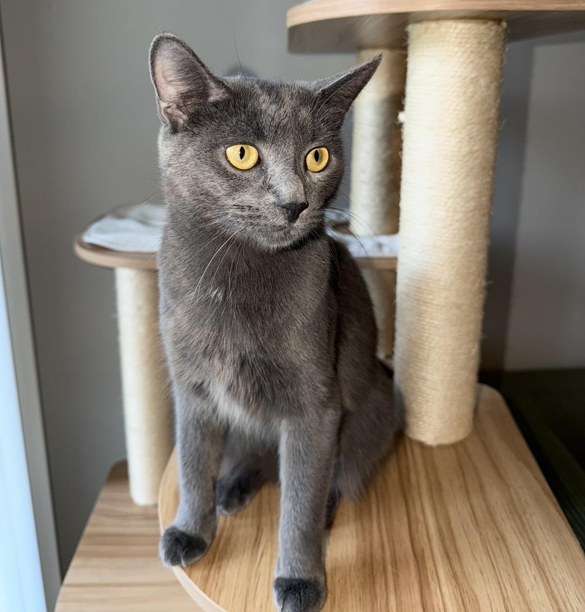 Enlarge Storm, a Adopted Domestic Short Hair in Maineville, OH image 1/6