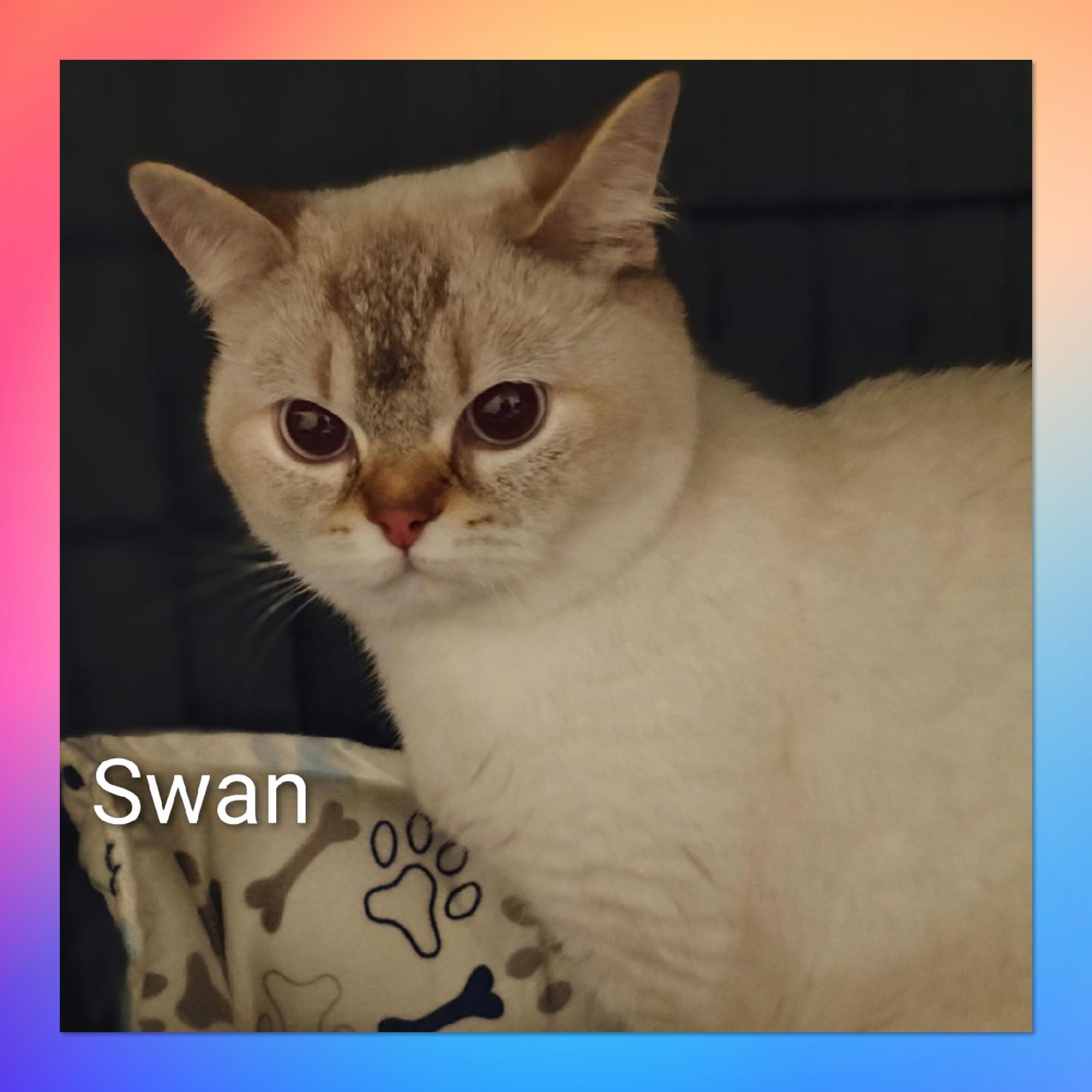 Enlarge Swan, a Adoptable British Shorthair in Tucson, AZ image 1/1