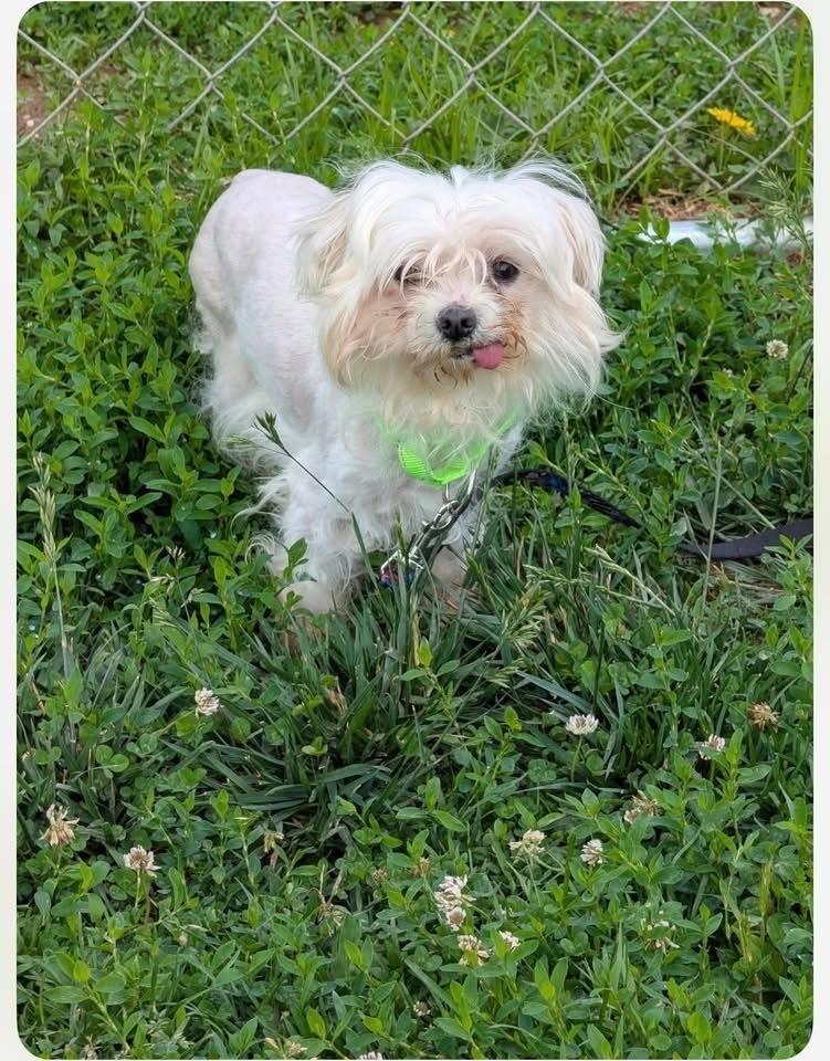 Pookie, Adoptable, Adult Male Maltese.