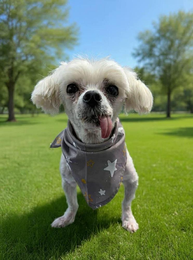 Pookie, a Adoptable Maltese in Middletown, CT image 2/5