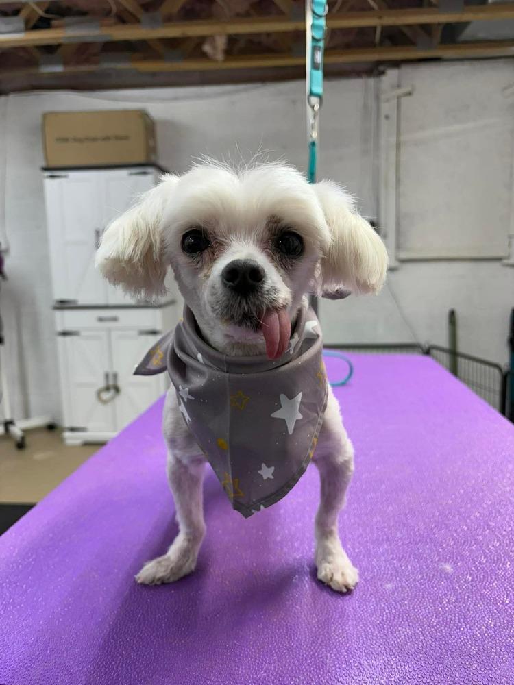 Pookie, a Adoptable Maltese in Middletown, CT image 3/5