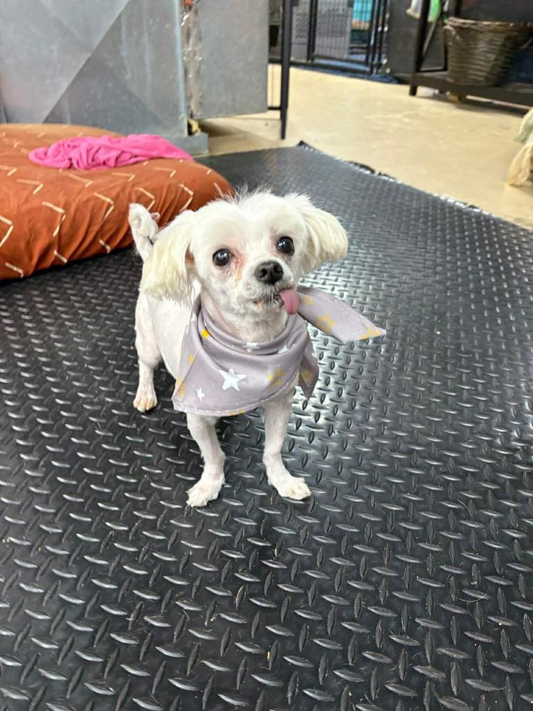 Pookie, a Adoptable Maltese in Middletown, CT image 4/5