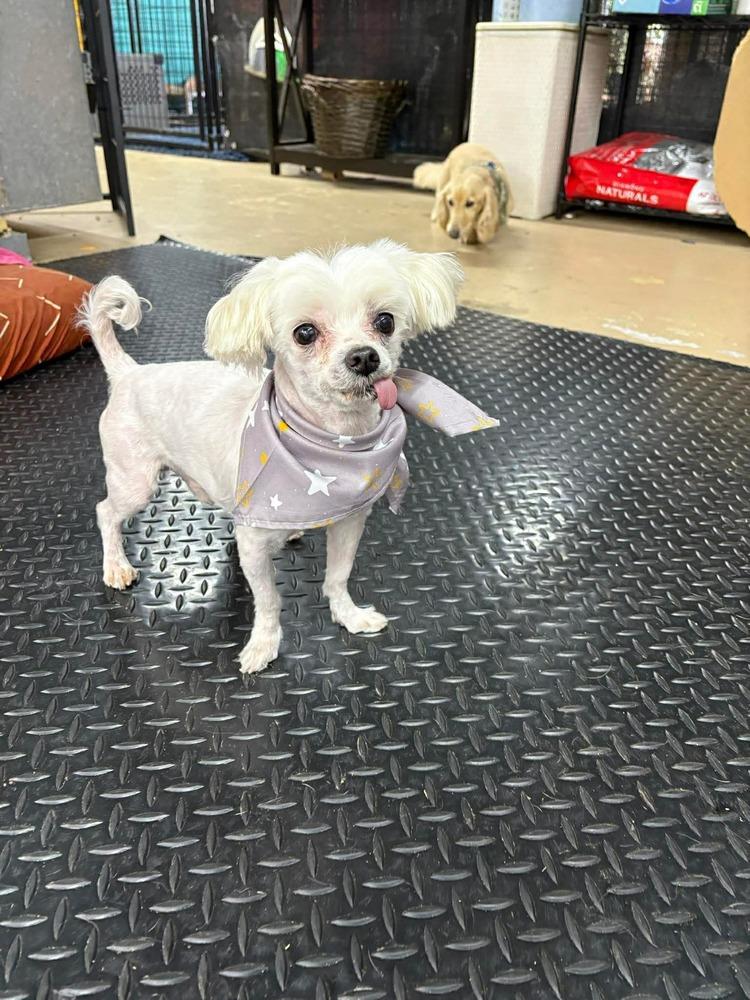 Pookie, a Adoptable Maltese in Middletown, CT image 5/5