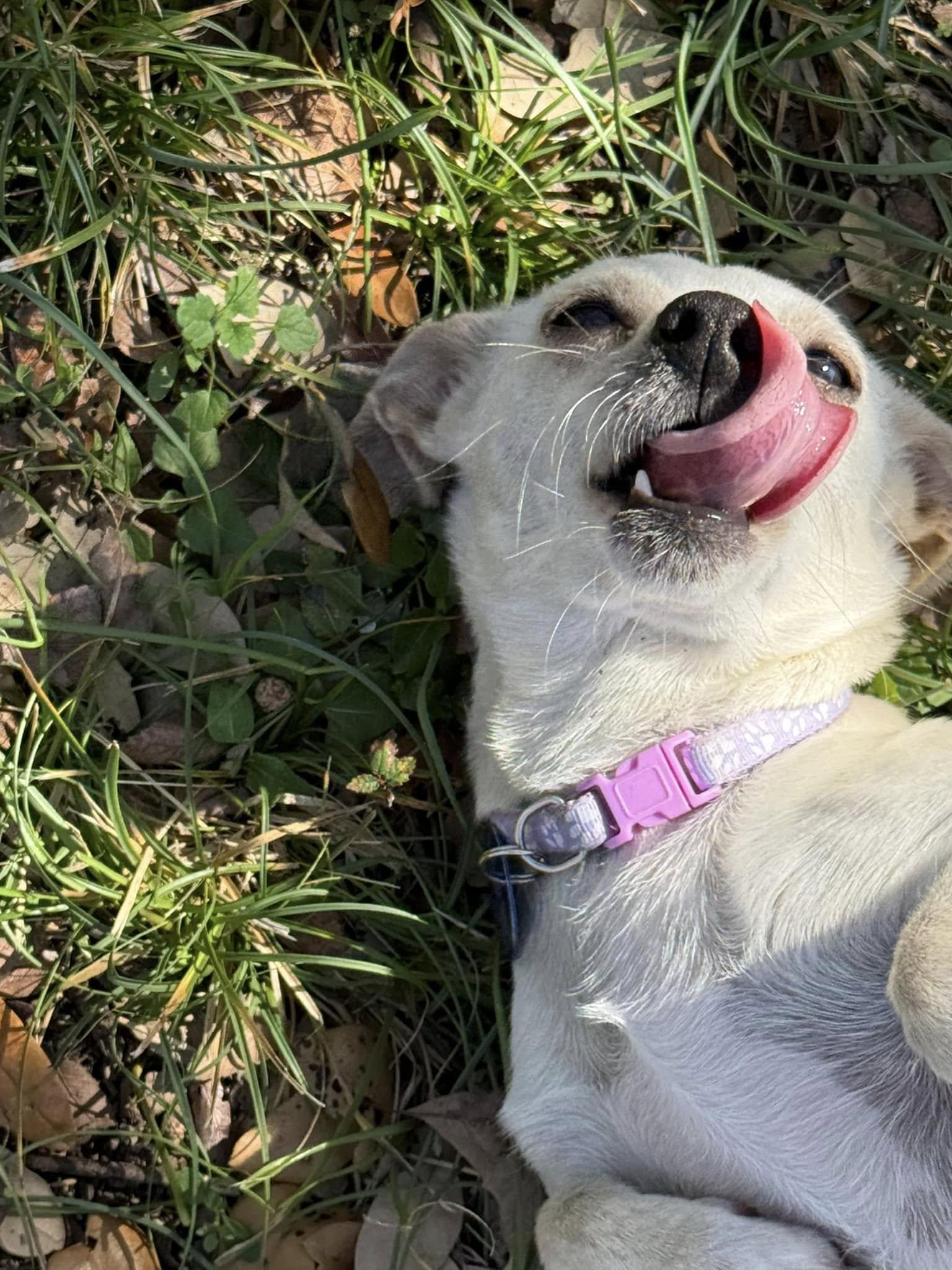 Enlarge Jackqueline, a Adopted mixed breed in Austin, TX image 1/6