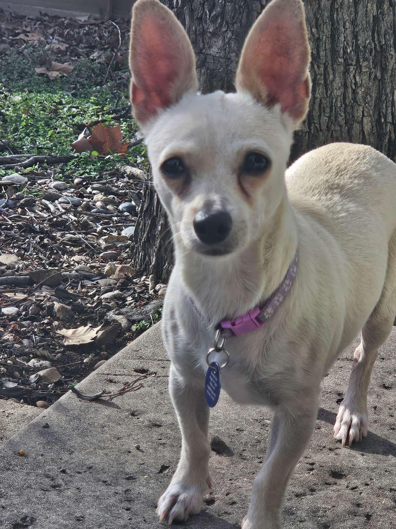 Enlarge Jackqueline, a Adopted mixed breed in Austin, TX image 2/6