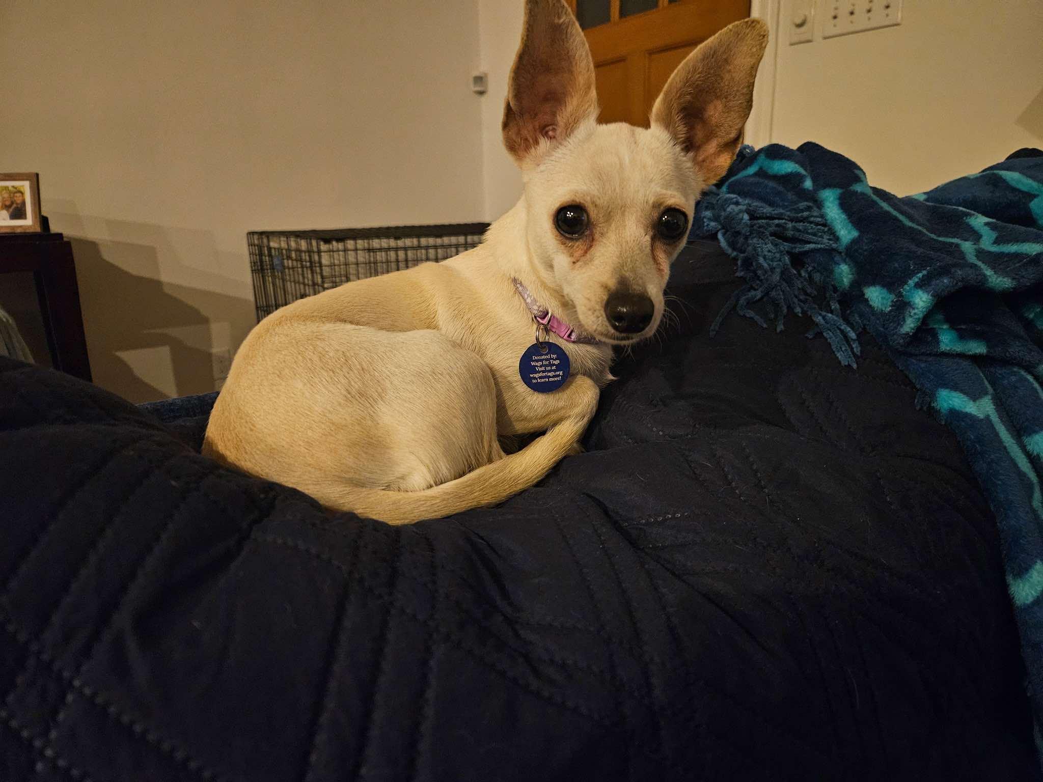 Enlarge Jackqueline, a Adopted mixed breed in Austin, TX image 3/6