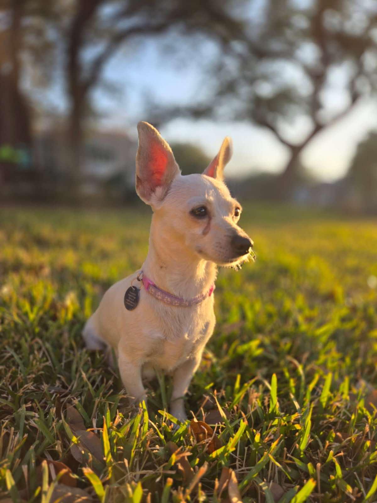 Enlarge Jackqueline, a Adopted mixed breed in Austin, TX image 4/6
