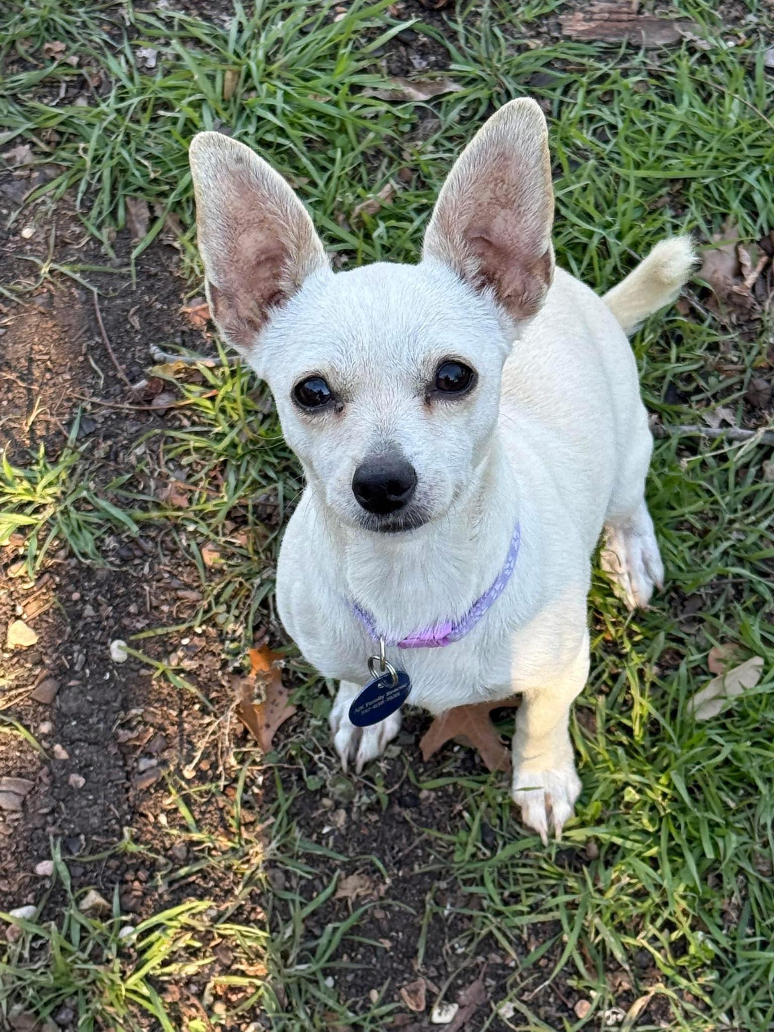 Enlarge Jackqueline, a Adopted mixed breed in Austin, TX image 5/6