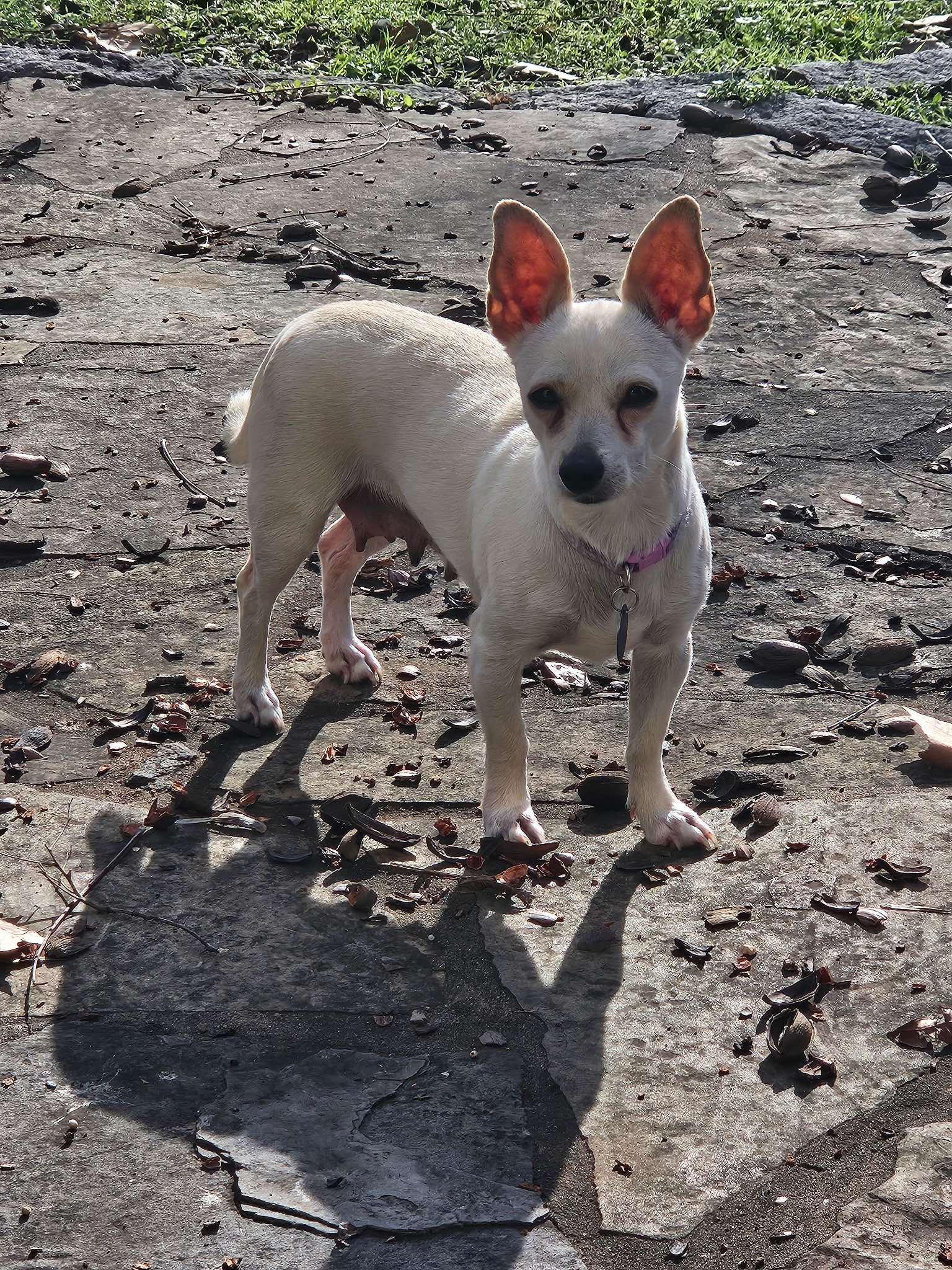Enlarge Jackqueline, a Adopted mixed breed in Austin, TX image 6/6