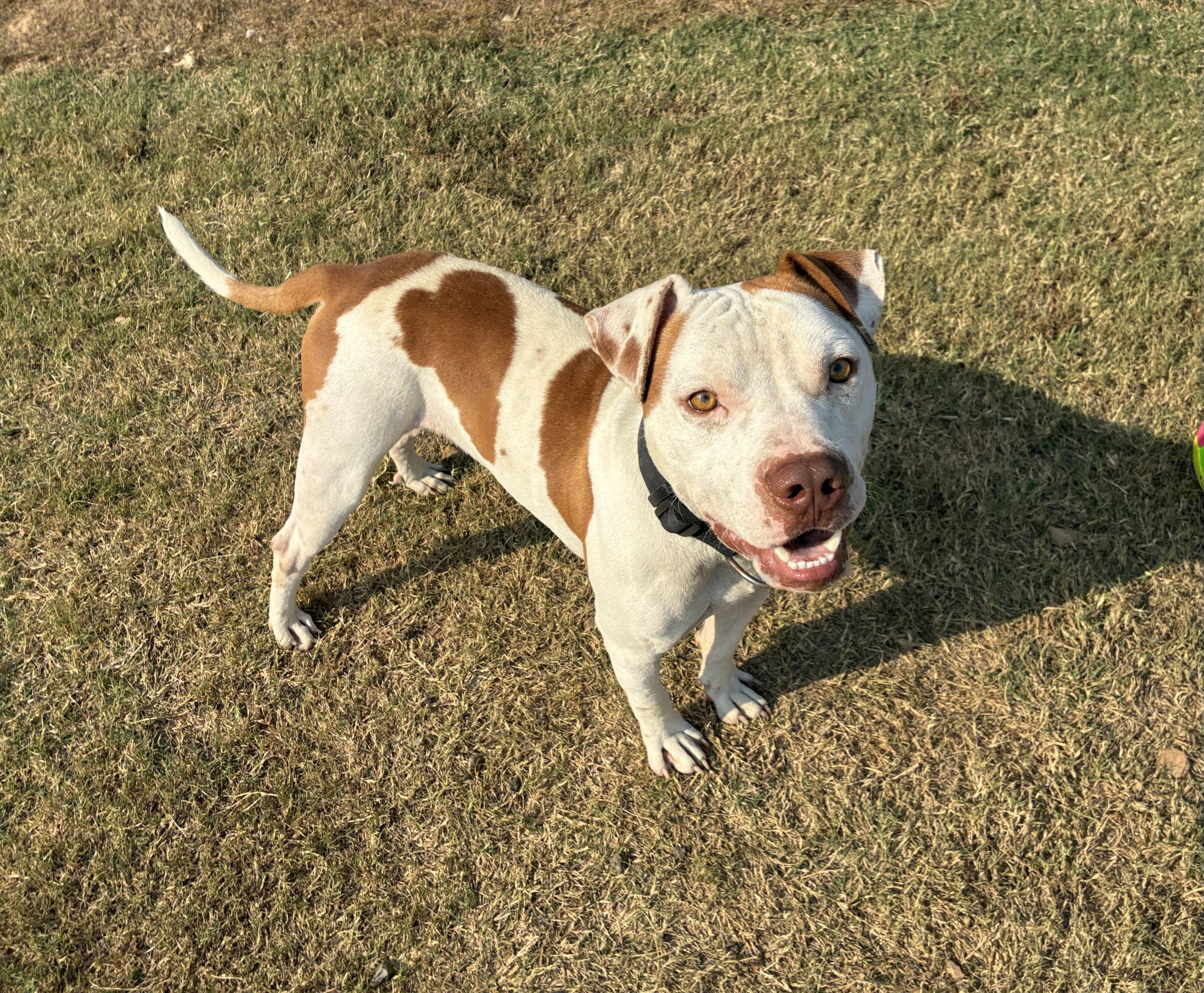 Dex, a Adoptable Staffordshire Bull Terrier in Senatobia, MS image 3/3