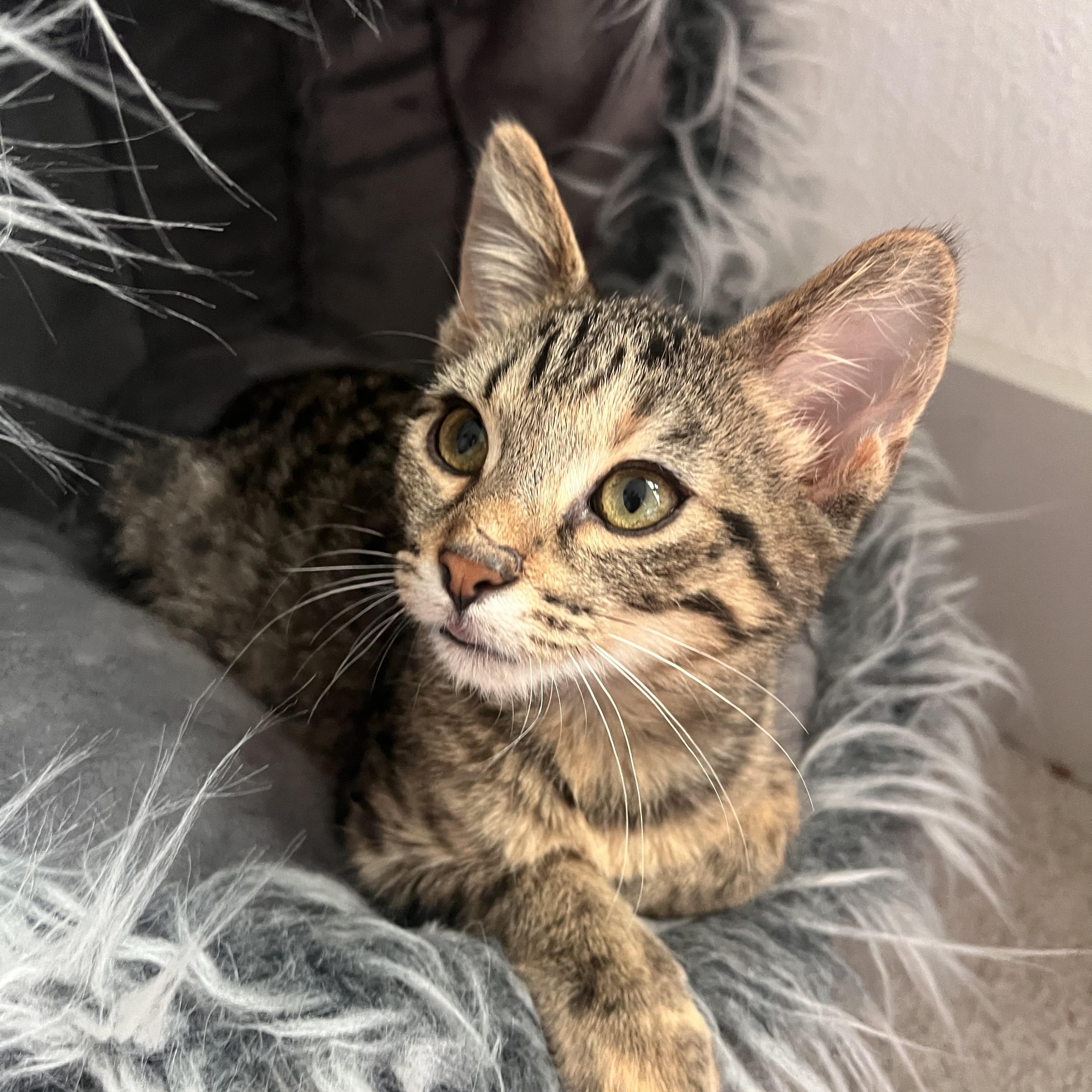 Enlarge Cider, a Adoptable Domestic Short Hair in jacksonville, FL image 2/5