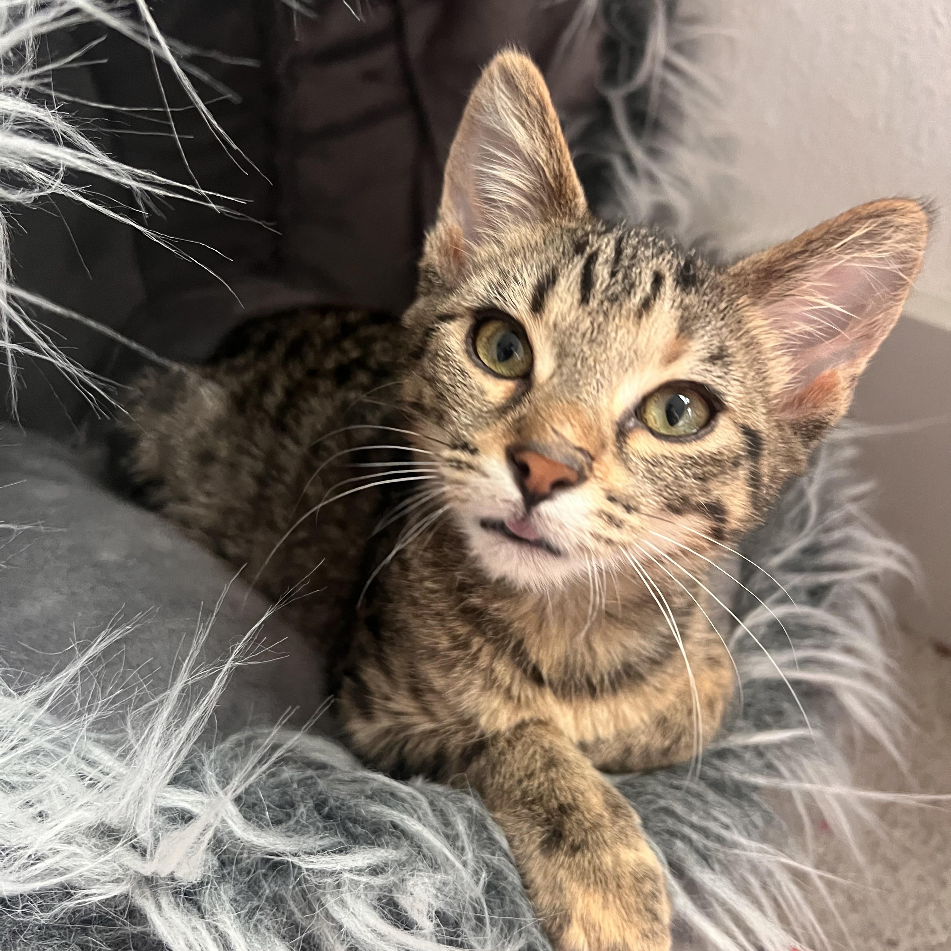 Enlarge Cider, a Adoptable Domestic Short Hair in jacksonville, FL image 1/5