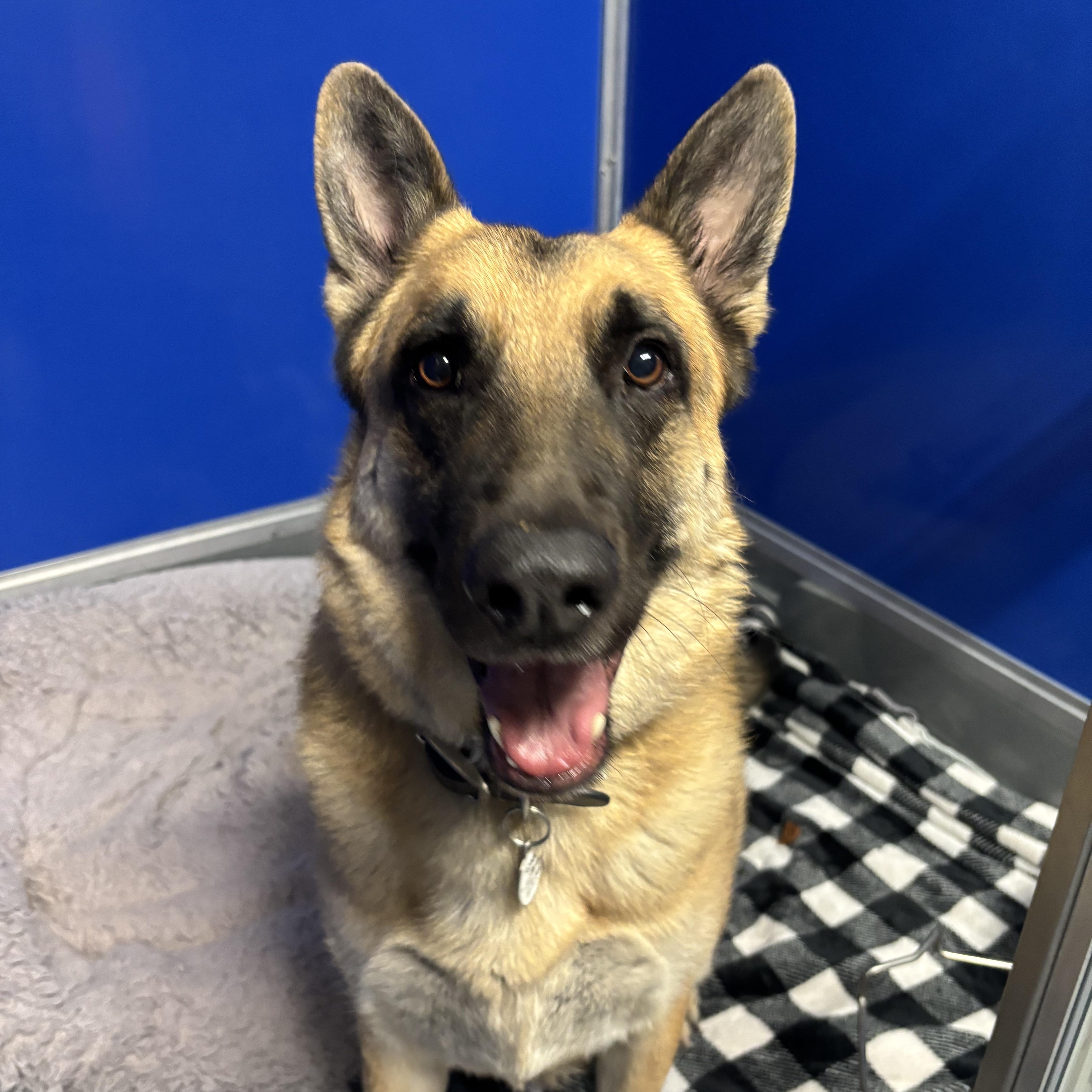 Otto, a Adoptable German Shepherd Dog in Phoenix, AZ image 4/6