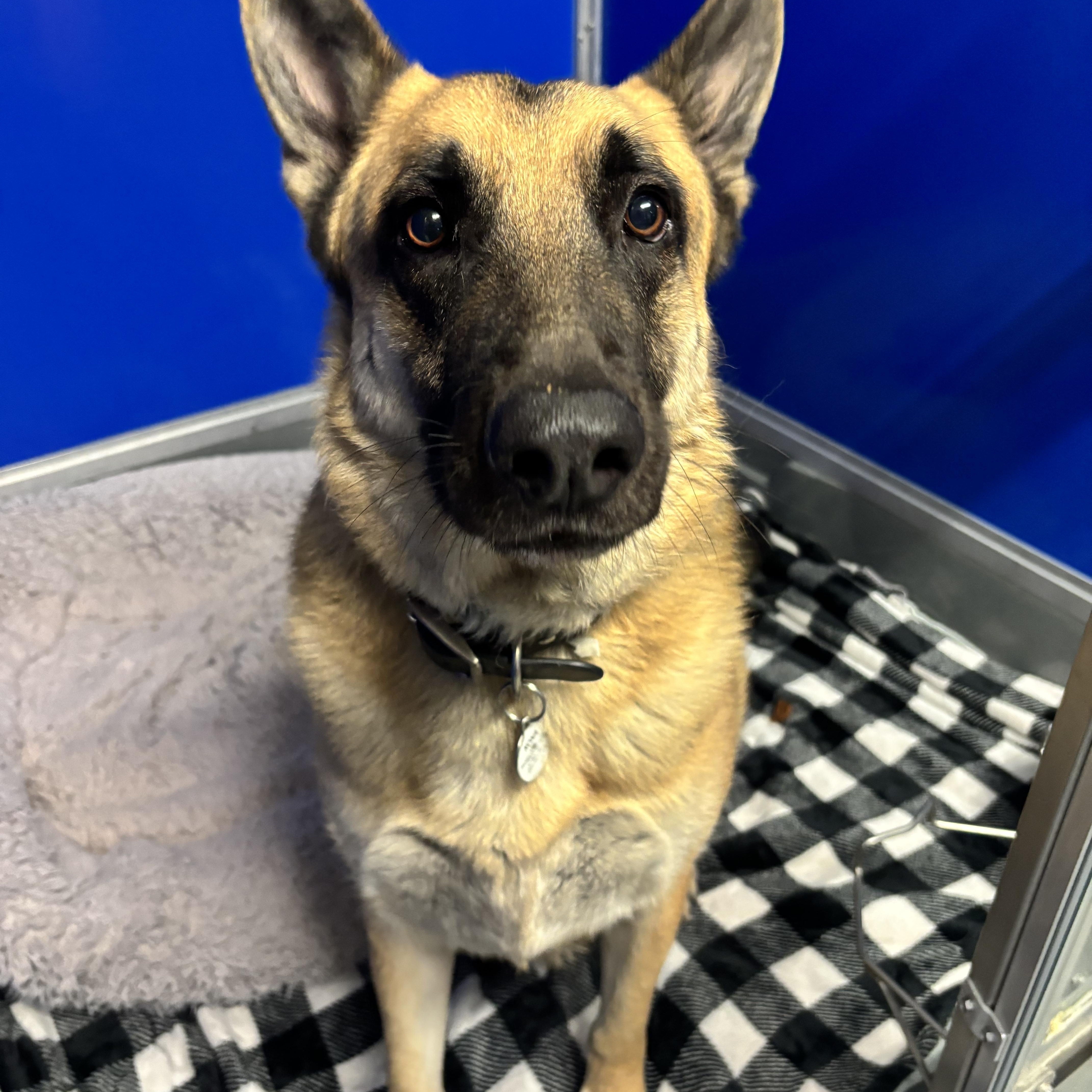 Otto, a Adoptable German Shepherd Dog in Phoenix, AZ image 2/6