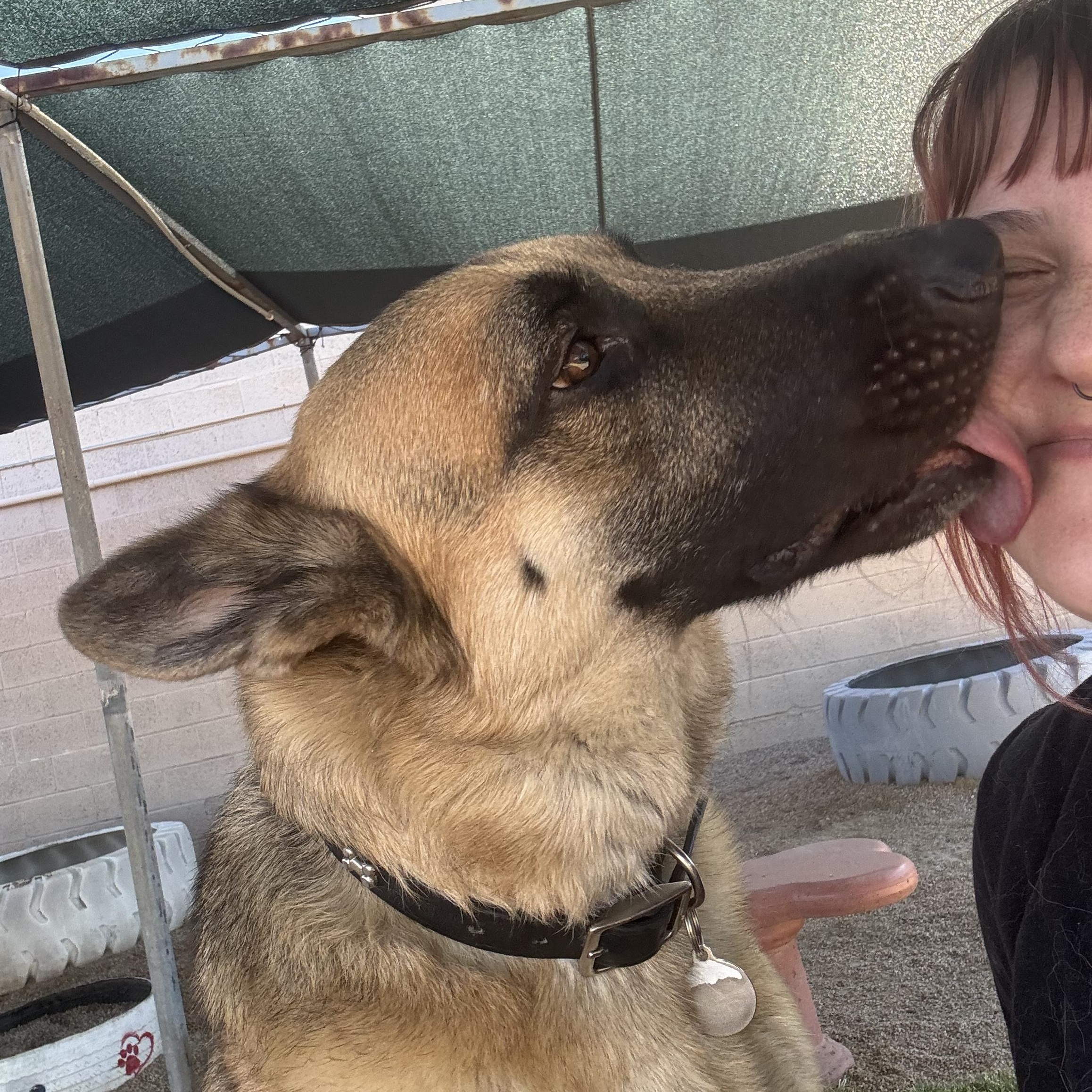 Otto, a Adoptable German Shepherd Dog in Phoenix, AZ image 3/6
