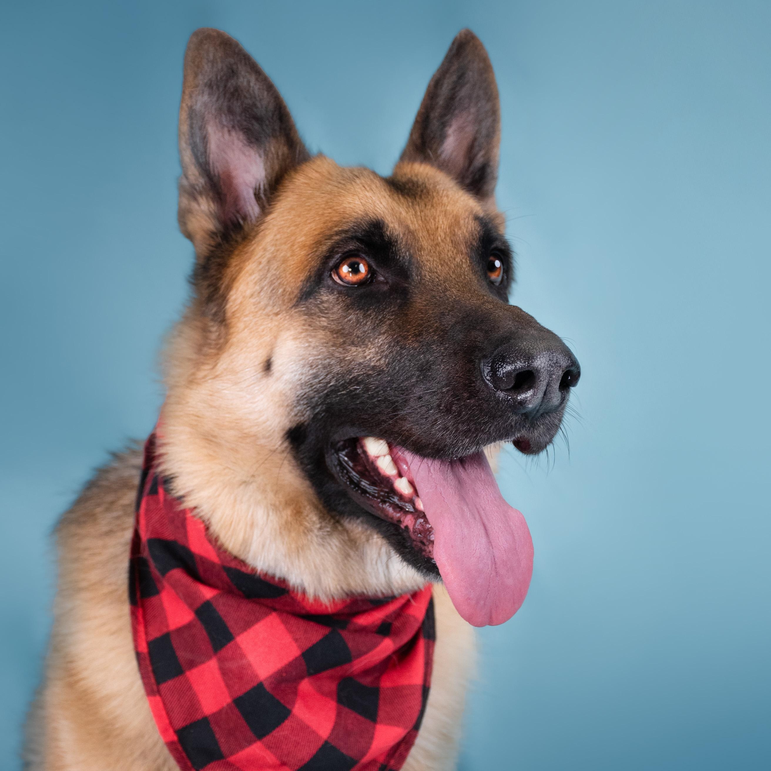 Otto — thumbnail 3