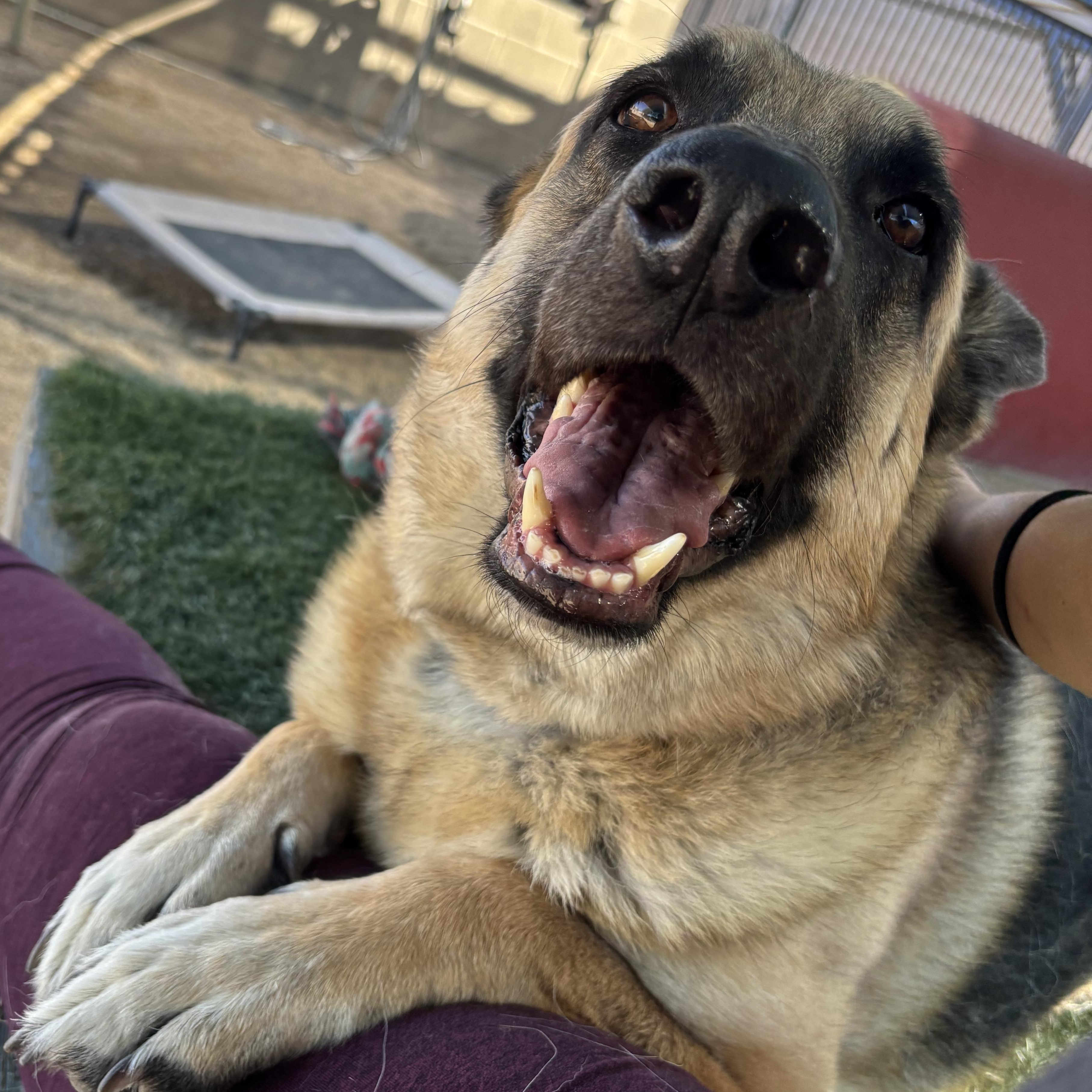 Otto, a Adoptable German Shepherd Dog in Phoenix, AZ image 1/6