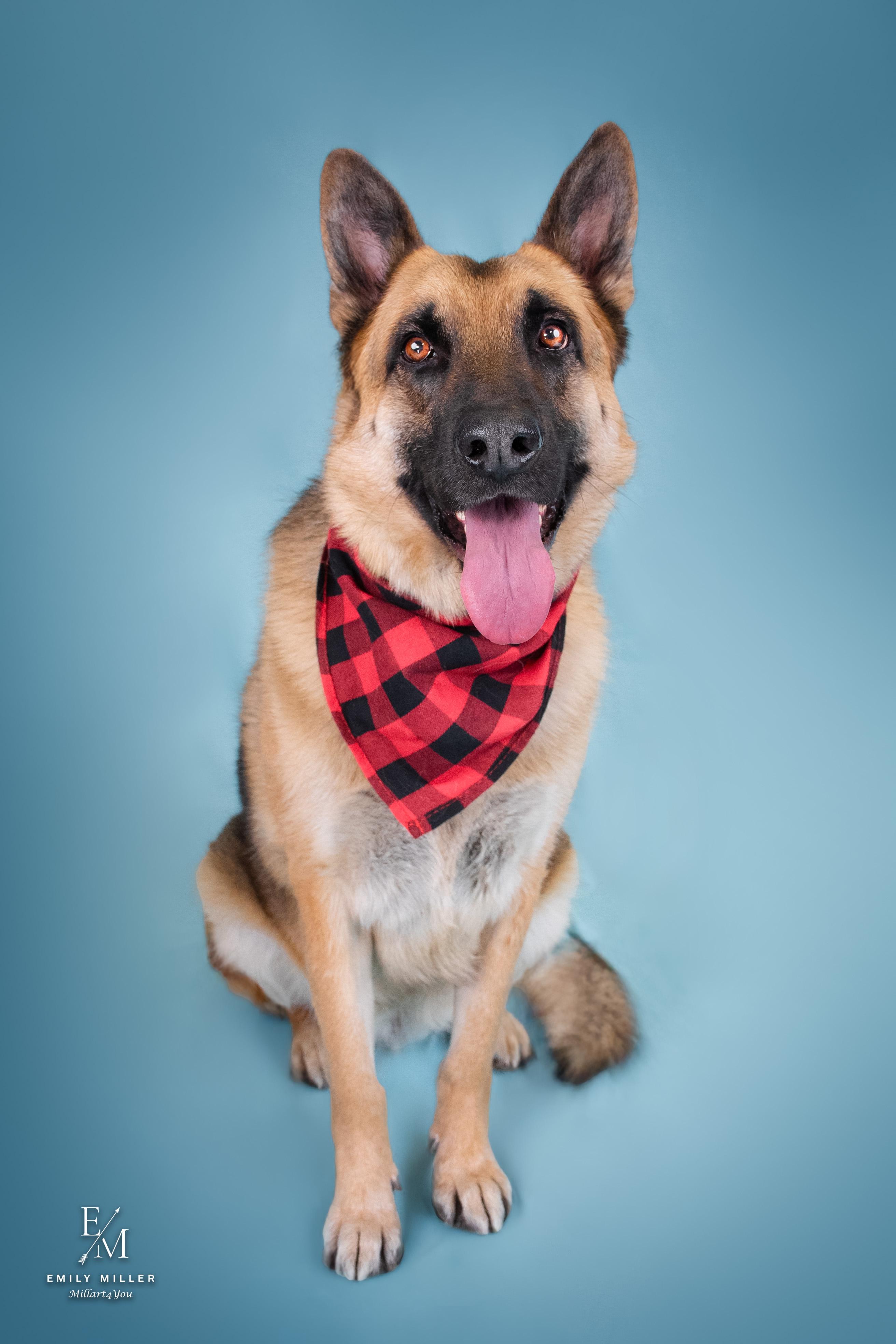 Otto — thumbnail 4