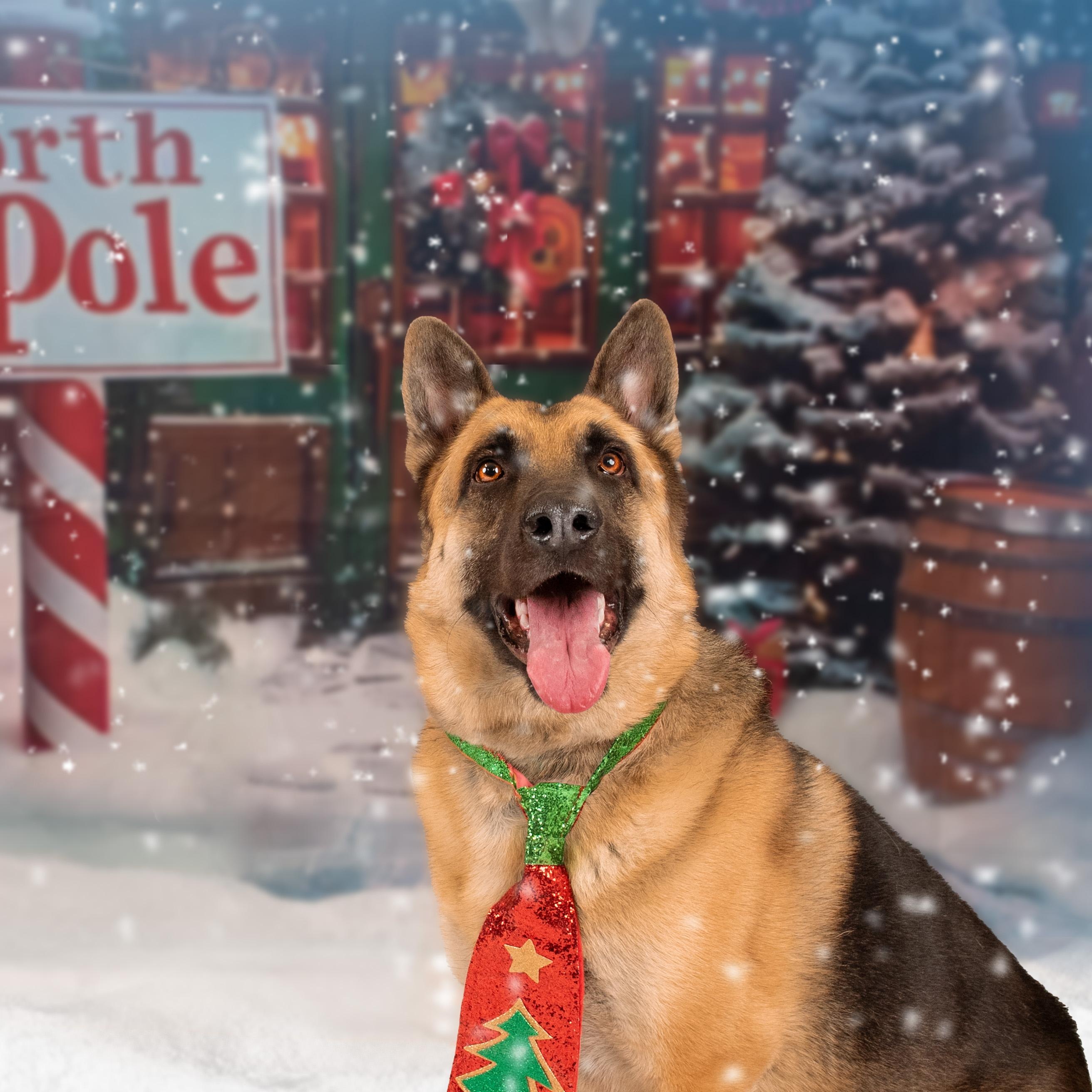 Otto — thumbnail 5