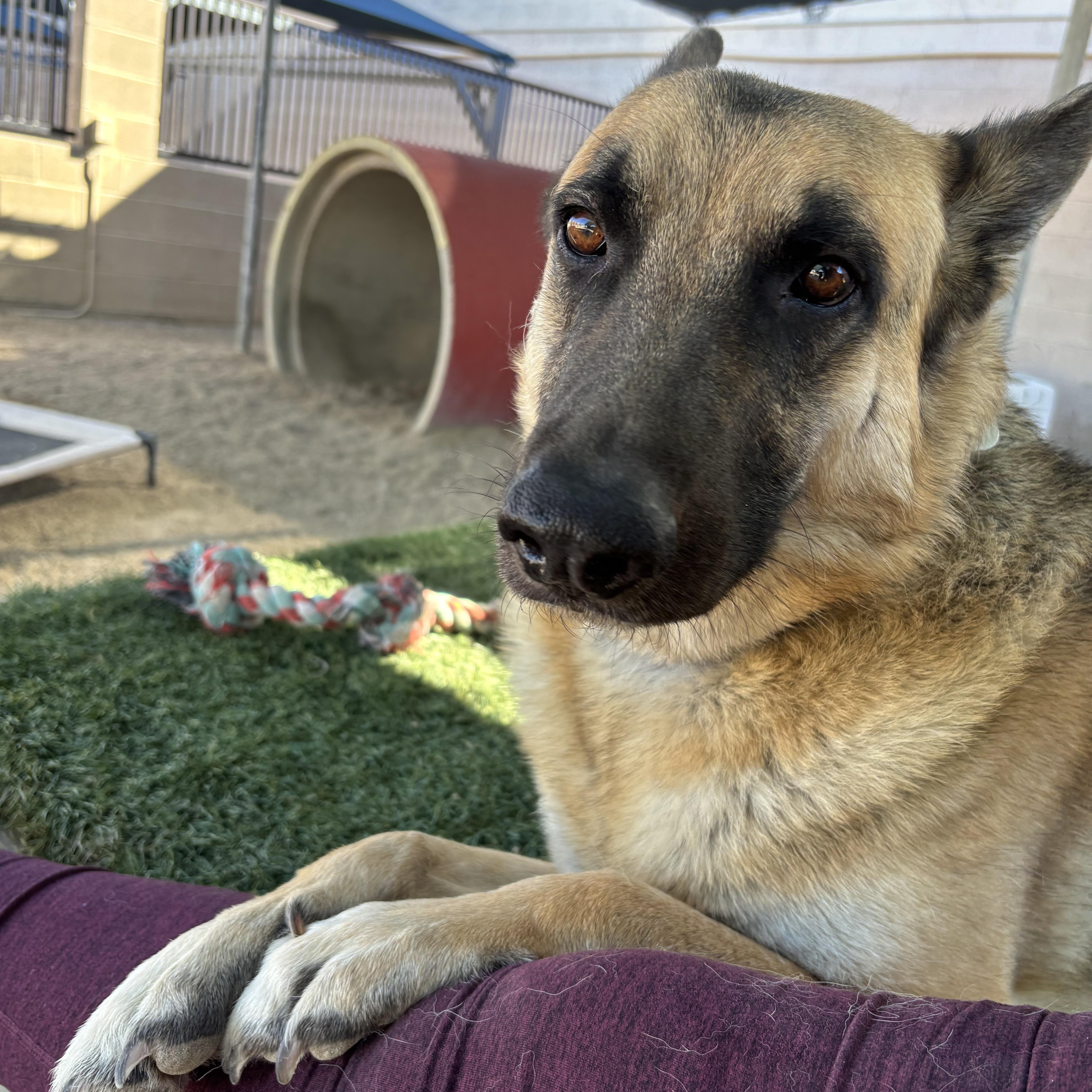 Otto, a Adoptable German Shepherd Dog in Phoenix, AZ image 5/6