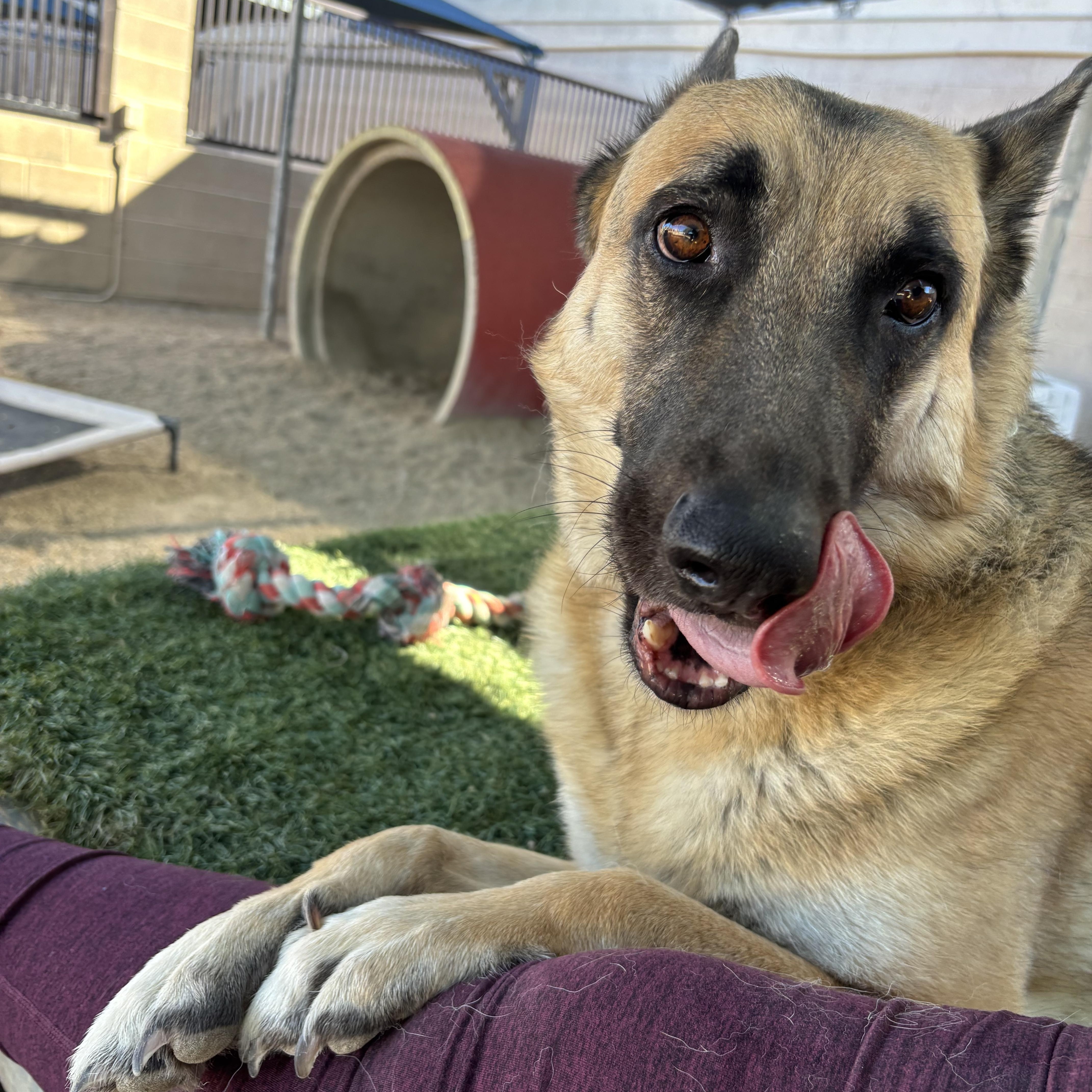 Otto, a Adoptable German Shepherd Dog in Phoenix, AZ image 6/6