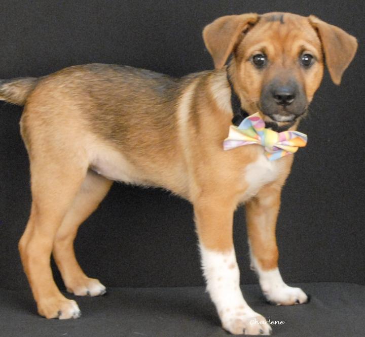 Enlarge Smudge, a Adoptable mixed breed in Newland, NC image 1/5