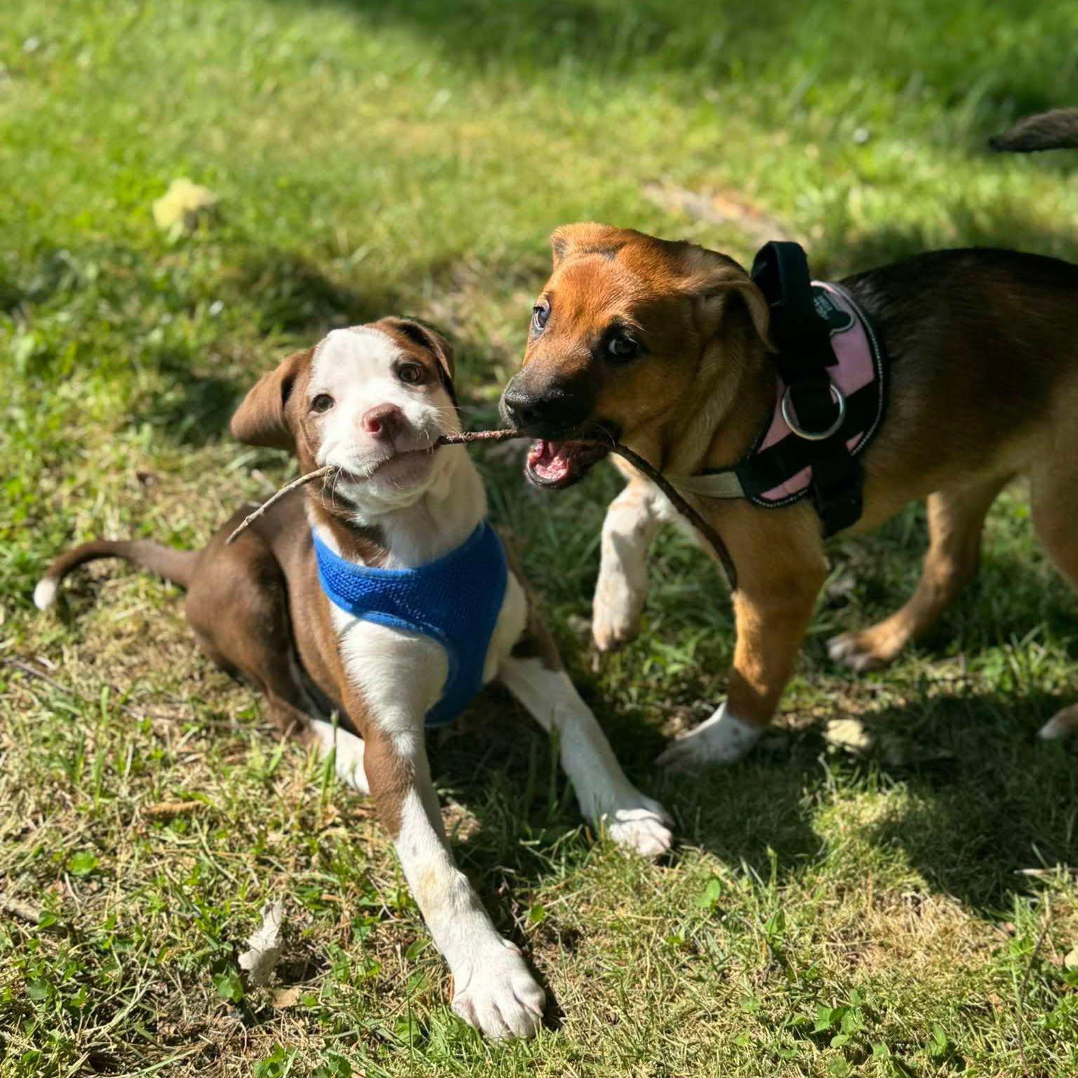 Enlarge Smudge, a Adoptable mixed breed in Newland, NC image 5/5