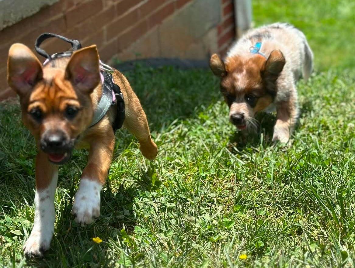 Enlarge Smudge, a Adoptable mixed breed in Newland, NC image 3/5