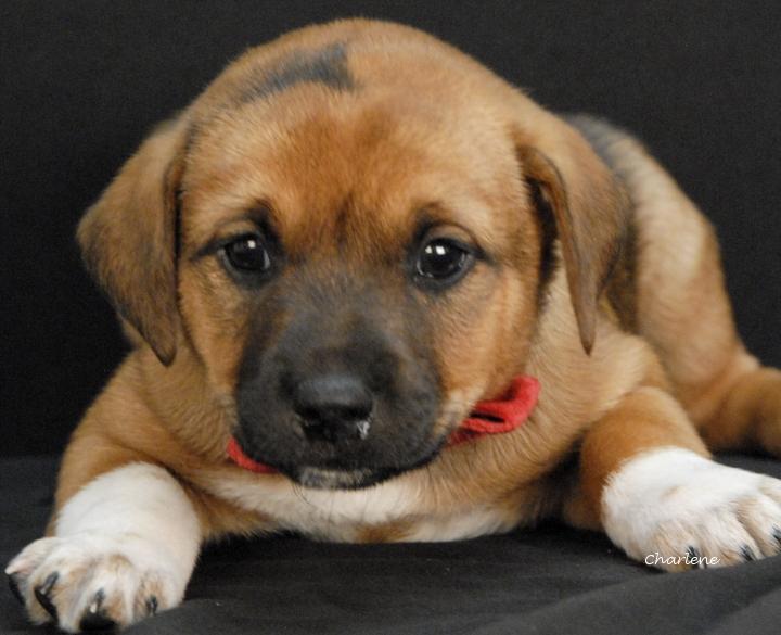 Enlarge Smudge, a Adoptable mixed breed in Newland, NC image 2/5