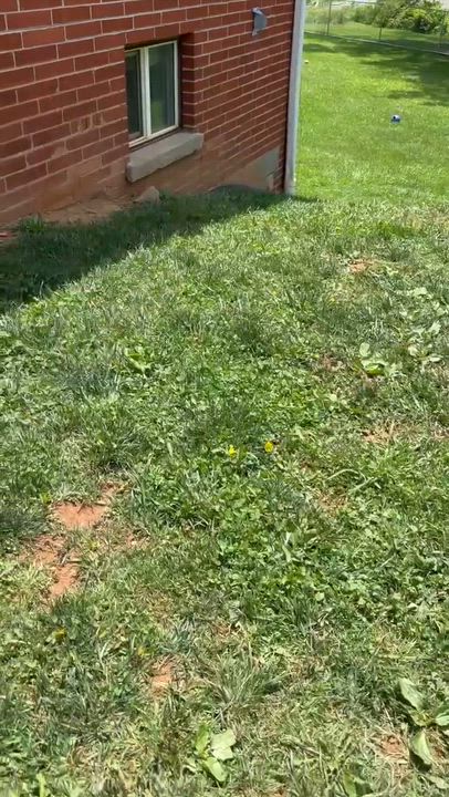 Enlarge Smudge, a Adoptable mixed breed in Newland, NC video 4/5