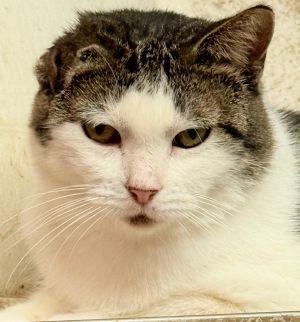 Enlarge Califlower, a Adoptable mixed breed in Savannah, MO image 1/1