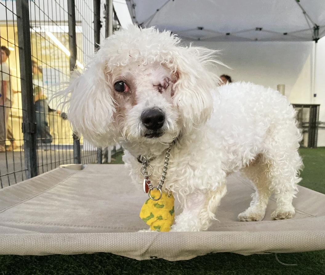 Enlarge Chauncey, an adopted Poodle (Toy) in Los Angeles, CA image 1/1