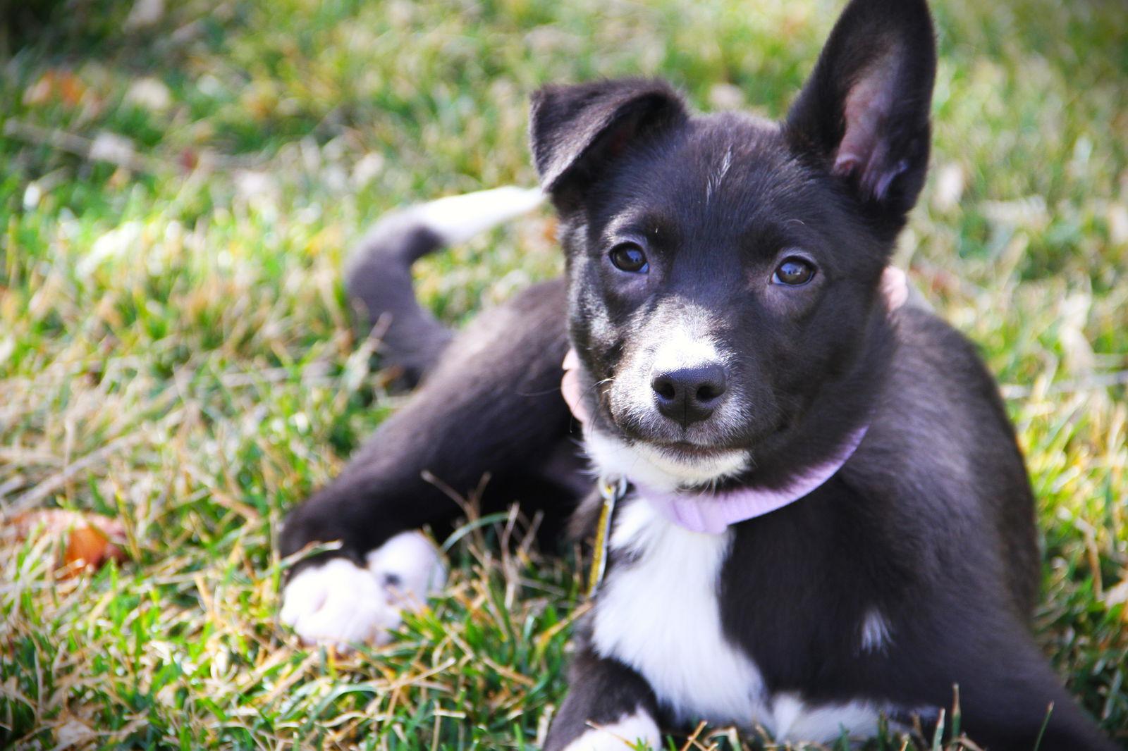 Alasia — thumbnail 3