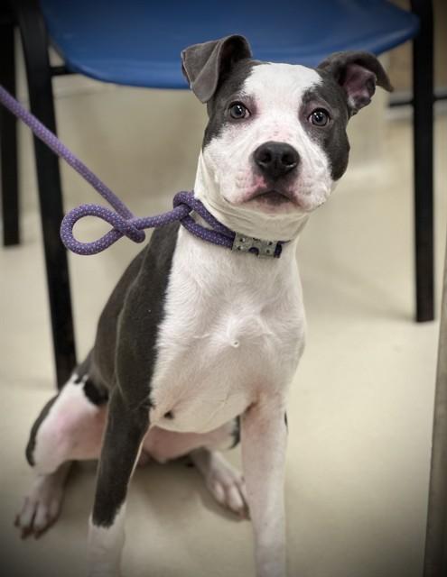Raven- #50175, ADOPTABLE, Young Female Pit Bull Terrier.