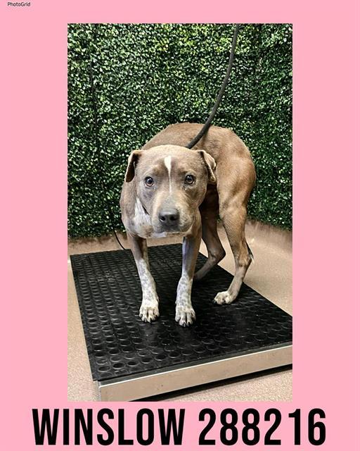 Enlarge WINSLOW, a Adoptable Mixed Breed in Macon, GA image 1/1